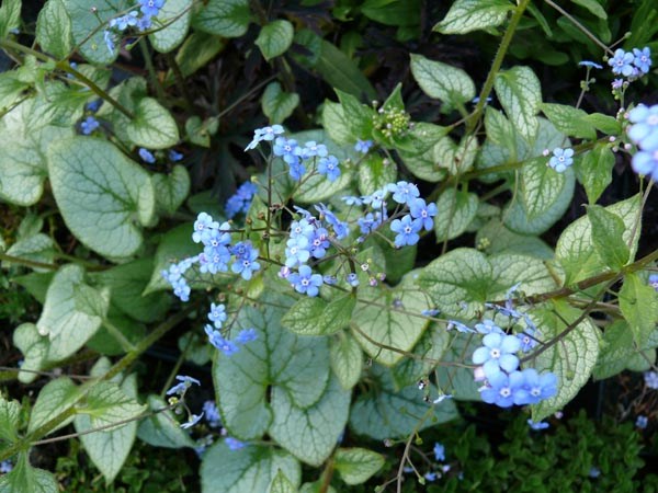 Brunnera macrophylla 'Jack Frost' © (Silberlaubiges Kaukasusvergißmeinicht)
