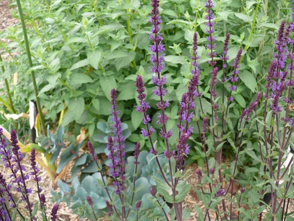 Salvia nemorosa 'Caradonna' (Dunkelstieliger Sommer-Garten-Salbei)