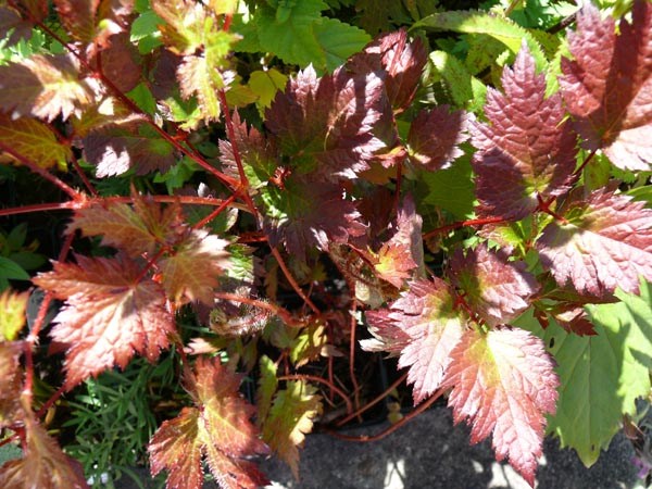 Astilbe Hybride 'Color Flash' (Buntlaubige Prachtspiere)