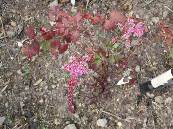 Astilbe Hybride 'Color Flash' (Buntlaubige Prachtspiere)