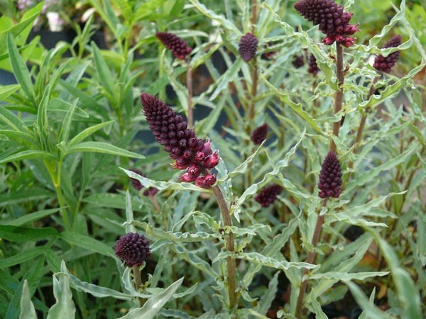 Lysimachia atropurpurea (Purpur-Felberich)