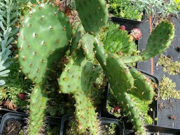 Opuntia winterharte Arten (Opuntie)