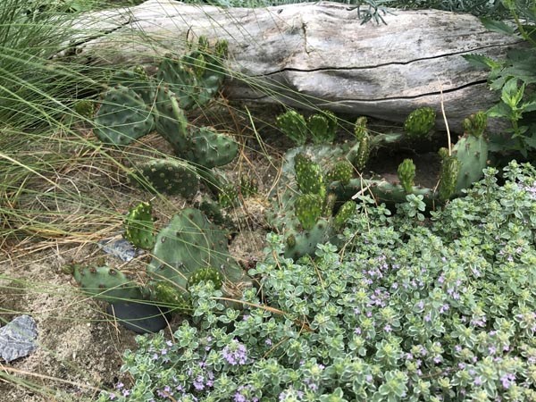 Opuntia winterharte Arten (Opuntie)