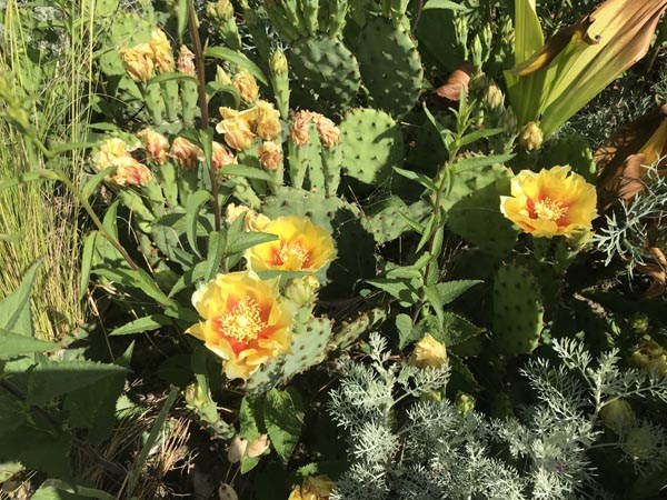 Opuntia winterharte Arten (Opuntie)