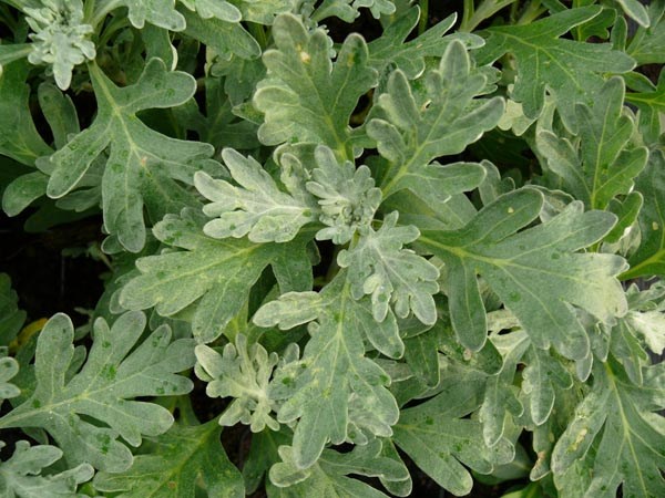 Artemisia stelleriana (Silber-Wermut)