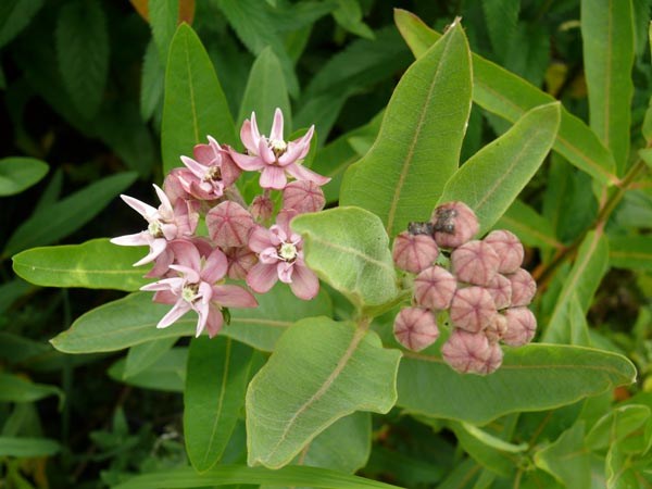 Asclepias speciosa (Prächtige Seidenpflanze)