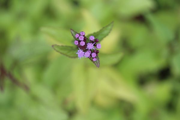 Eupatorium coelestinum (Himmelblaue Nebelblume)