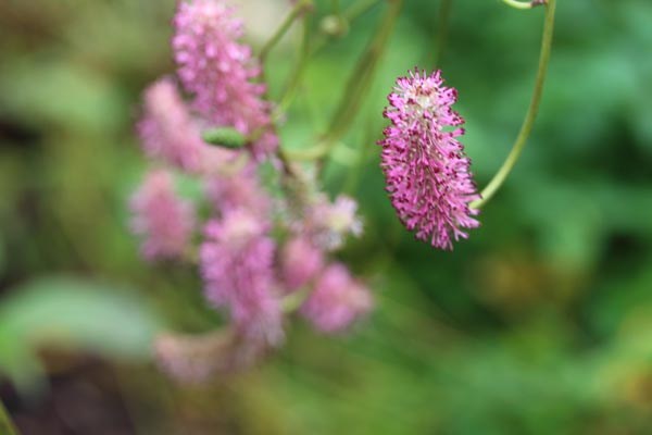 Sanguisorba officinalis 'Blackthorn' (Garten-Wiesenknopf)