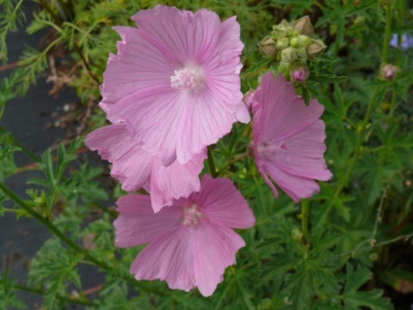 Malva alcea var. fastigiata (Dauerblühende Malve)