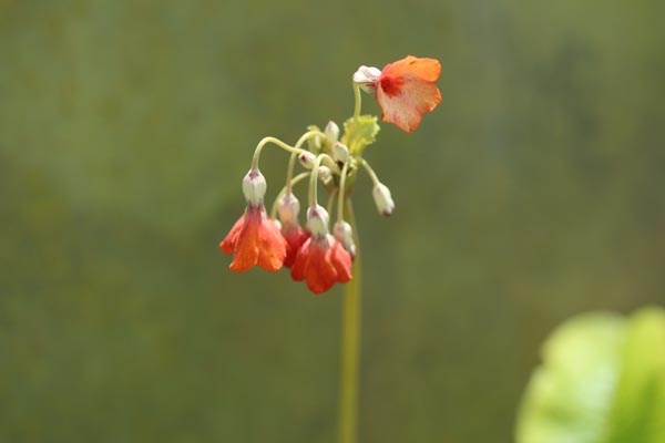 Primula florindae 'Keilour Hybride' (Variable Glockenprimel)