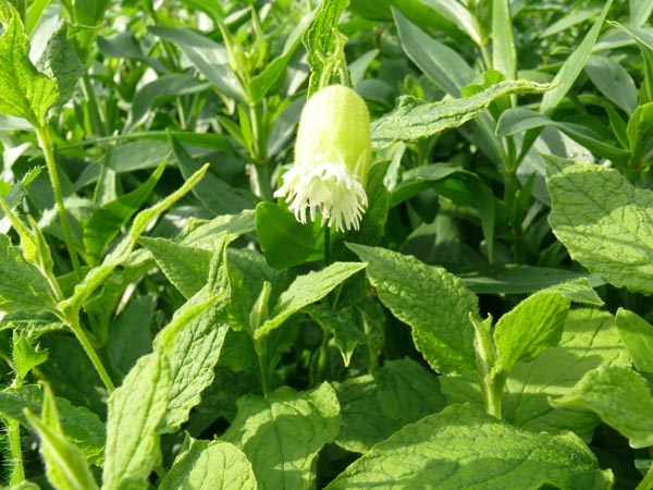 Silene fimbriata (Fransige Silene)