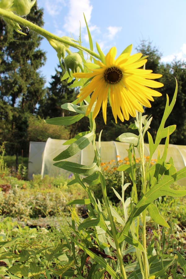 Silphium lacinatum (Kompaßpflanze)
