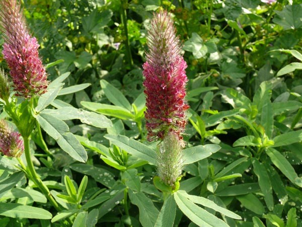 Trifolium rubens (Purpurklee)