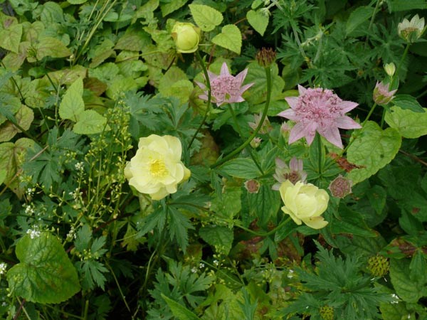 Trollius x cultorum 'New Moon' (Hellgelbe Trollblume)