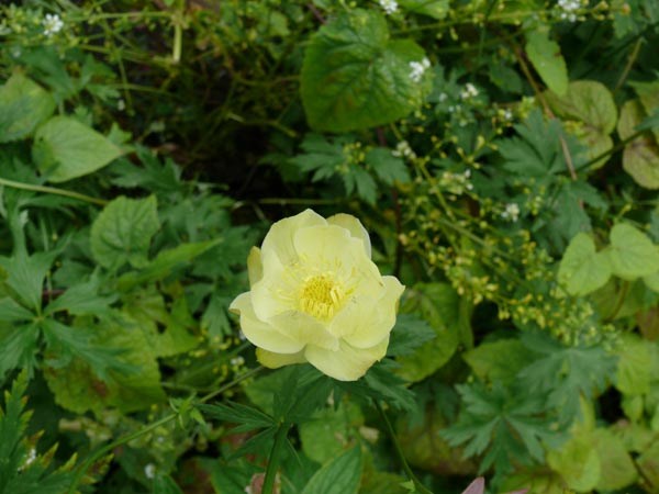 Trollius x cultorum 'New Moon' (Hellgelbe Trollblume)