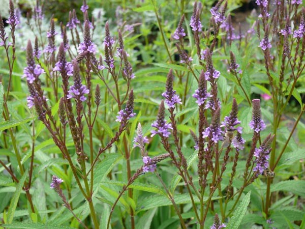 Verbena hastata 'Blue Spires' (Blaue Lanzenblättrige Verbene)