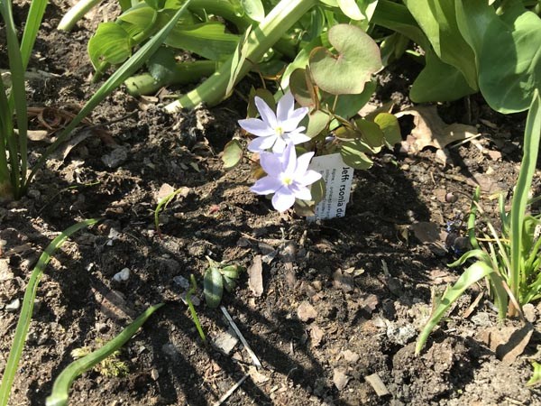 Jeffersonia dubia (Herzblattschale)