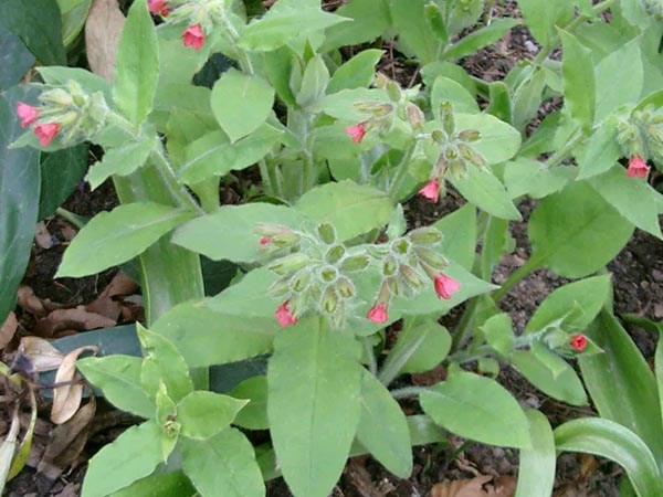 Pulmonaria rubra (Karpaten-Lungenkraut)