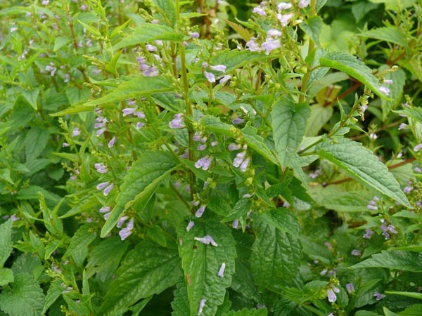 Scutellaria lateriflora (Virginisches Helmkraut)