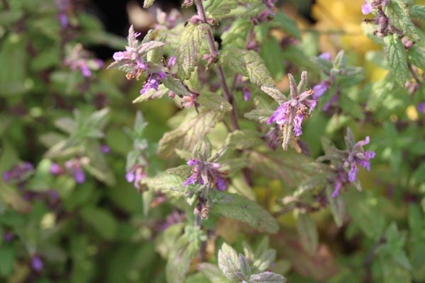 Teucrium scordium (Knoblauch-Gamander)