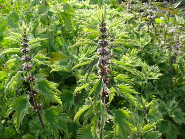 Leonurus cardiaca 'Grobbebol' (Krauses Herzgespann)