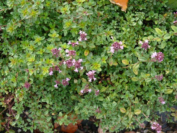 Thymus pulegioides (Echter Quendel)
