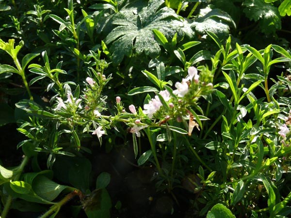 Satureja montana (Berg-Bohnenkraut)