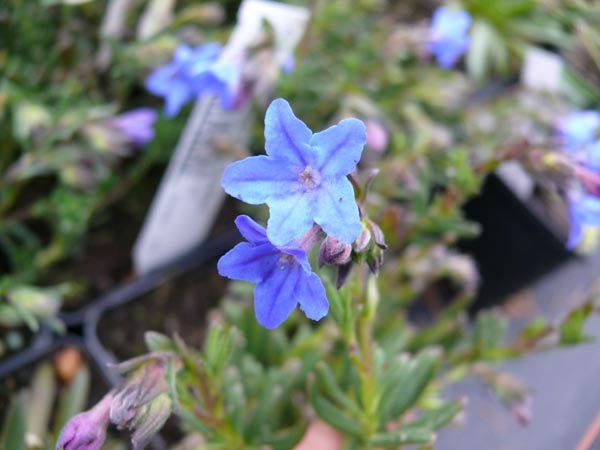 Lithospermum purpurocaeruleum (Purpurblaue Steinsame)