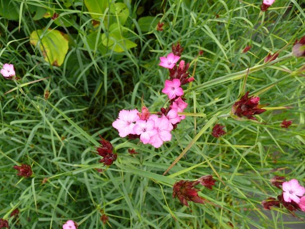 Dianthus carthusianorum (Kartäusernelke)