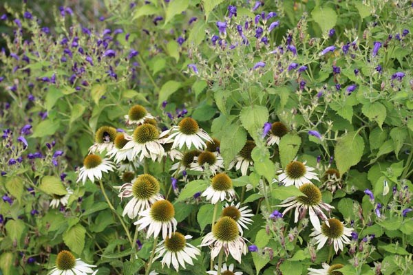Strobilanthes atropurpureus (Otternkopf)