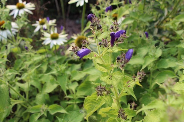 Strobilanthes atropurpureus (Otternkopf)
