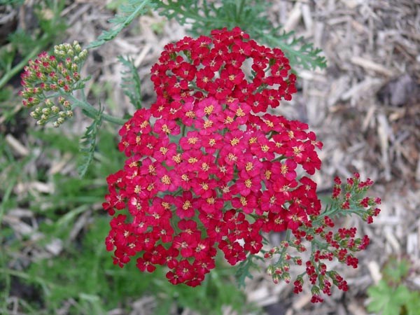 Achillea millefolium 'Paprika' (Paprikafarbene Schafgarbe)