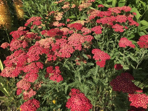 Achillea millefolium 'Paprika' (Paprikafarbene Schafgarbe)