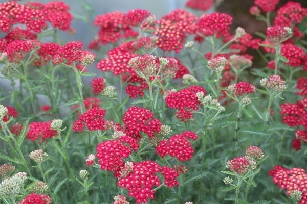 Achillea millefolium 'Paprika' (Paprikafarbene Schafgarbe)