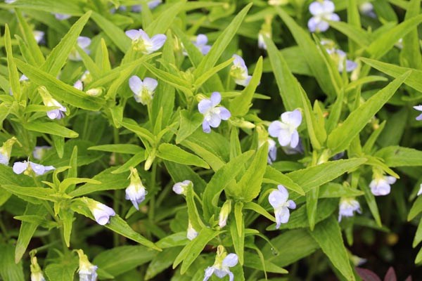 Viola elatior (Hohes Veilchen)