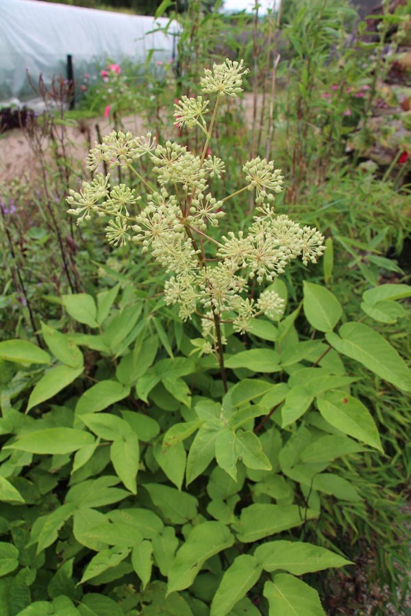 Aralia californica (Stauden-Aralie)