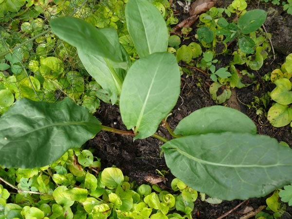 Rumex rugosus 'Profusion’ (Blütenloser Sauerampfer)