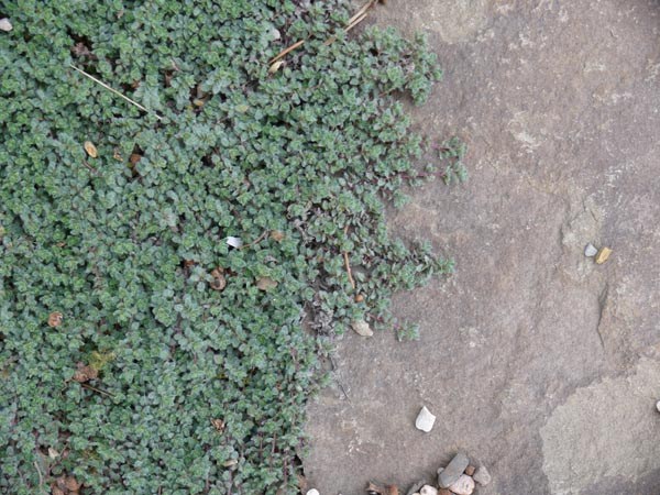 Thymus praecox var. pseudolanguinosus (Wollthymian)