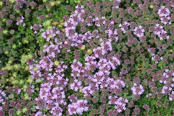 Thymus serpyllum 'Pink Chintz' (Teppichthymian)