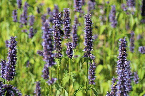 Agastache rugosa 'Black Adder ®' (Dunkelblaue Nesselminze)