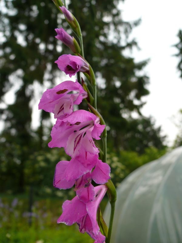 Gladiolus palustris (Sumpfgladiole)
