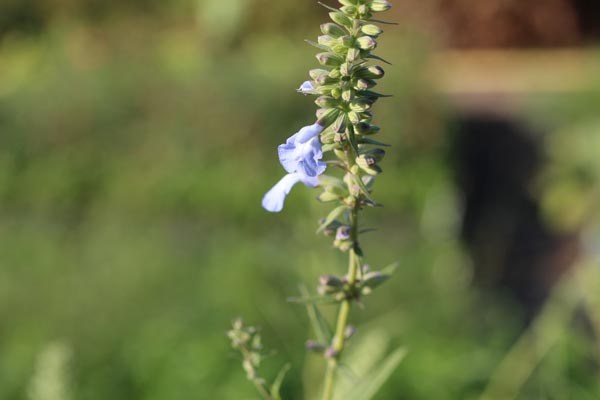 Salvia azurea (Herbst-Salbei)