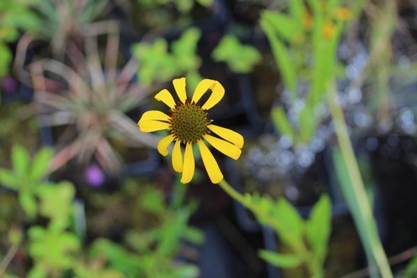 Echinacea paradoxa (Gelber Sonnenhut)