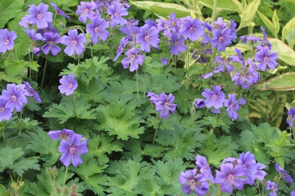 Geranium x magnificum 'Rosemoor' (Pracht-Storchschnabel)