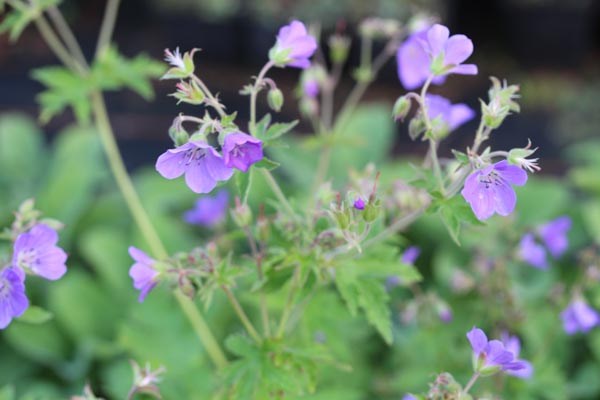 Geranium sylvaticum 'Amy Doncaster' (Wald-Storchschnabel)