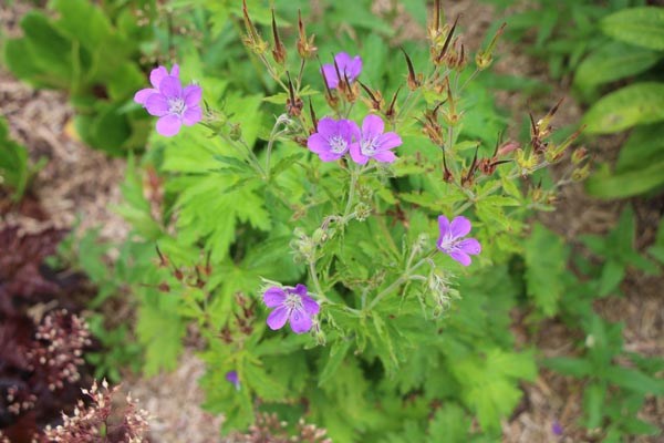 Geranium sylvaticum 'Amy Doncaster' (Wald-Storchschnabel)