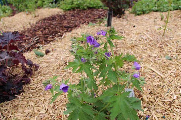 Geranium sylvaticum 'Amy Doncaster' (Wald-Storchschnabel)