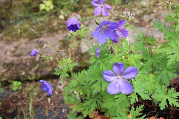 Geranium pratense 'Johnson's Blue' (Storchschnabel)