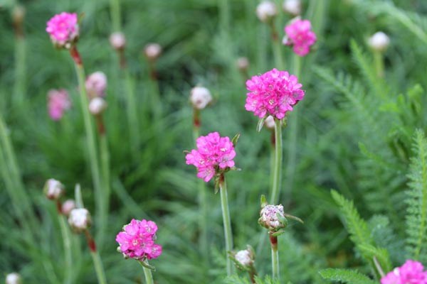 Armeria maritima 'Splendens' (Grasnelke)