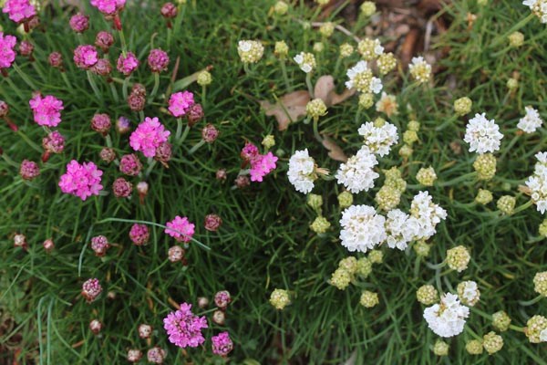 Armeria maritima 'Splendens' (Grasnelke)